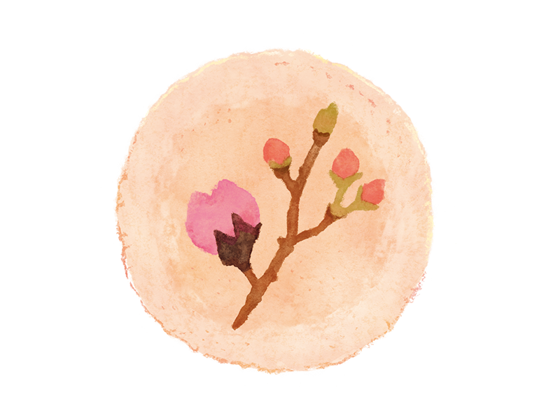 桜のたより(桜花)